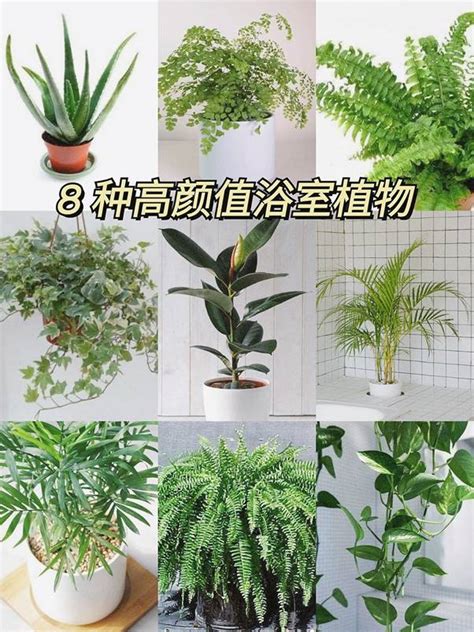 適合放在浴室的植物|無窗也能活！10 種最適合養在浴室、美觀好布置植栽。